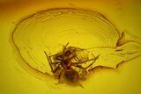 Detailed Fossil Spider (Araneae) in Baltic Amber #170047-1